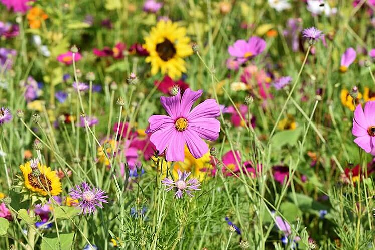 Eine Blumenwiese