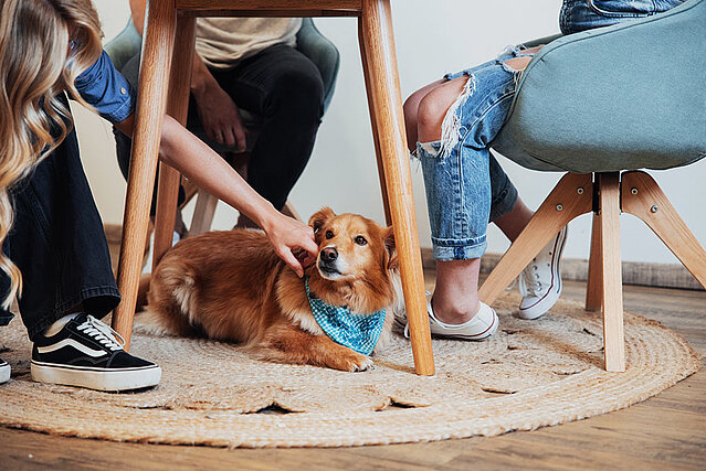 Ein Hund im Büro liegt unter dem Tisch wird von Mitarbeitern gestreichelt.