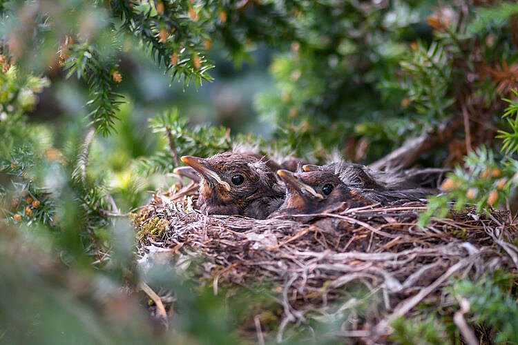 Vogelfamilie in einem Nest