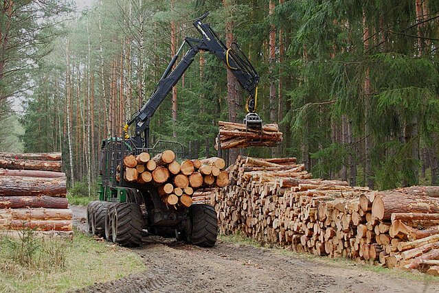 Ein Kran sammelt umgeschnittene Baumstämme um sie in ein Sägewerk zu transportieren.